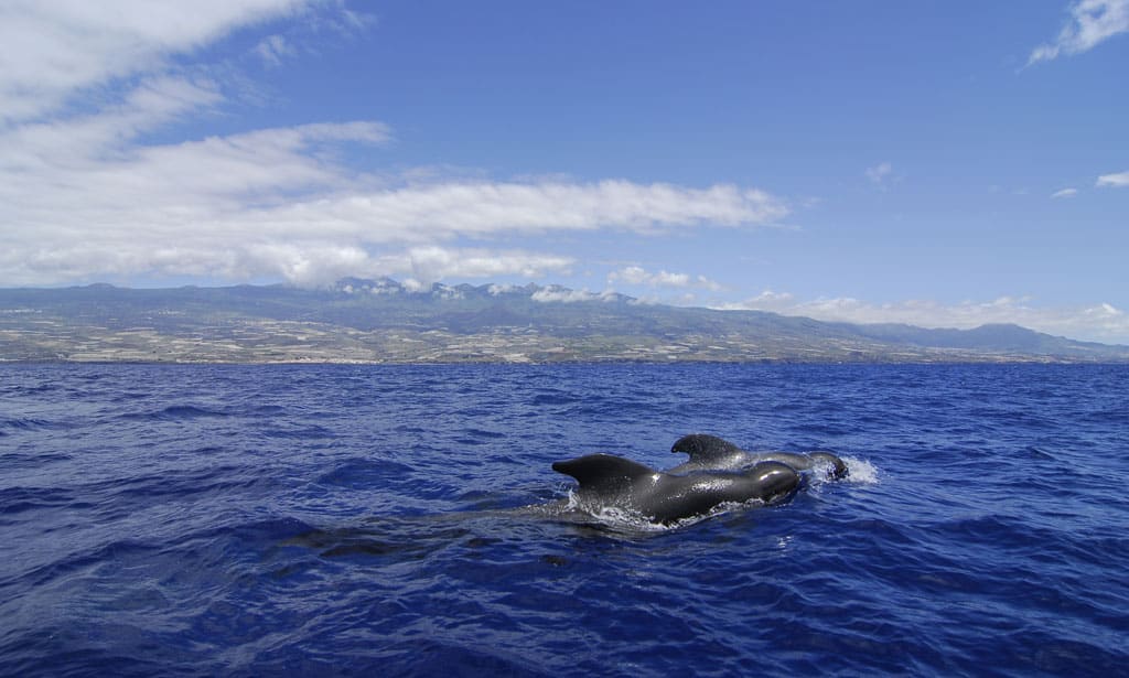 Best Shore Excursions In Tenerife For Families