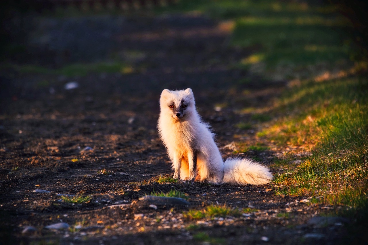 When And Where To See Arctic Foxes On A Norwegian Cruise arctic-fox-g3ef6ddb7a_1280