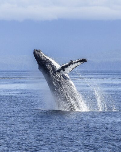 When Is The Best Time To Cruise Alaska