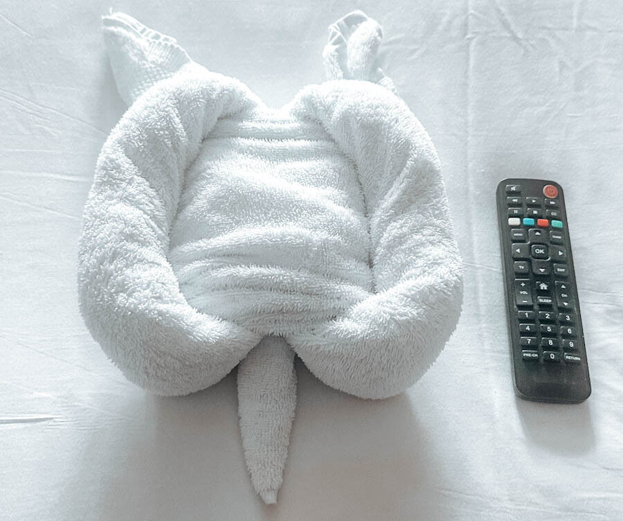 Towel animal turtle on Anthem of the seas