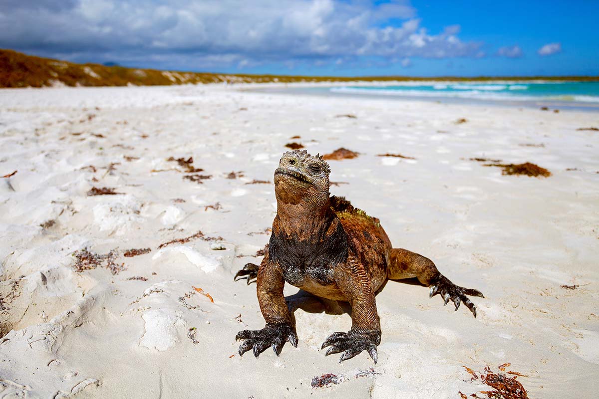 The Galápagos Islands