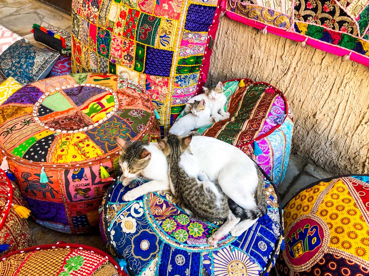 Cats in souk in Dubai