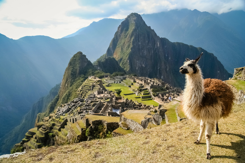 Lama And Machu Picchu — Photo