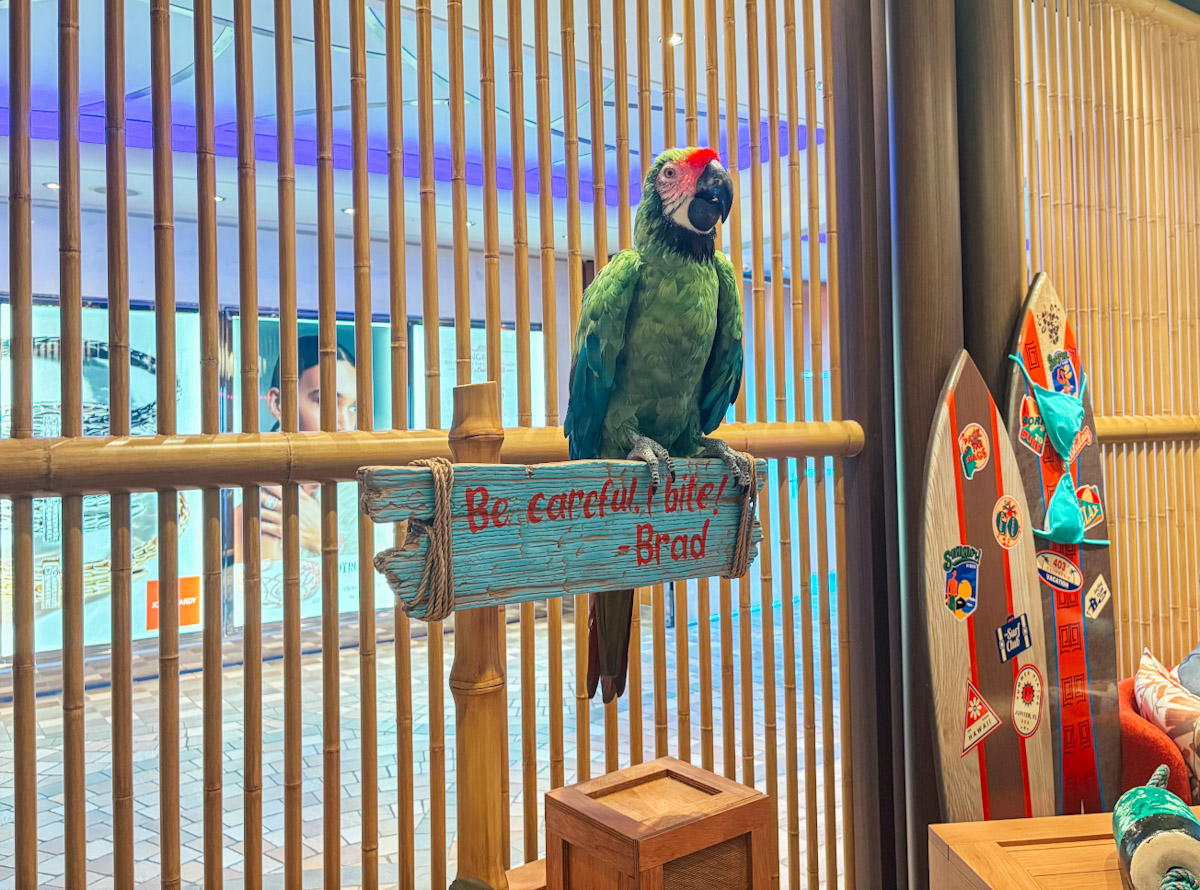 Parrot Allure of the Seas
