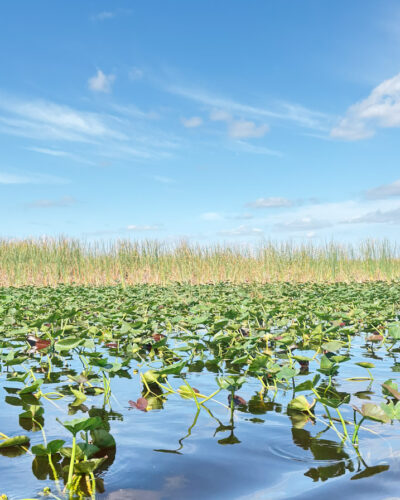 From Swampland to Global Icon: The Miami Facts That Will Surprise You
